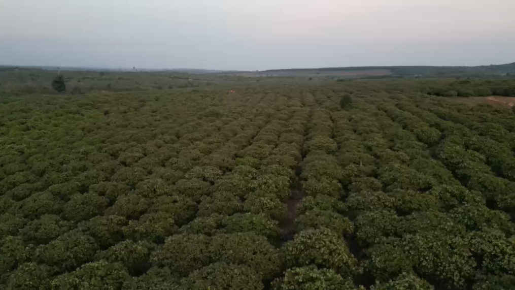 Sinochip無人機果園噴灑作業